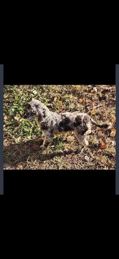 Female Poodle and Female Havanese, View more