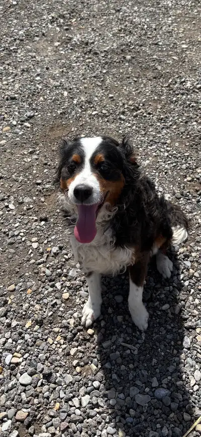 Miniature Bernedoodle - unfurnished, View more