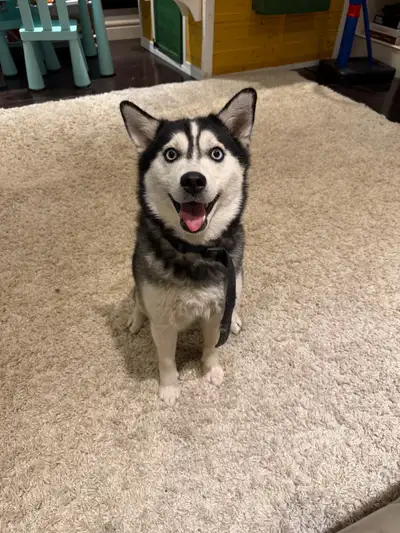 Minature Alaskan Husky, View more
