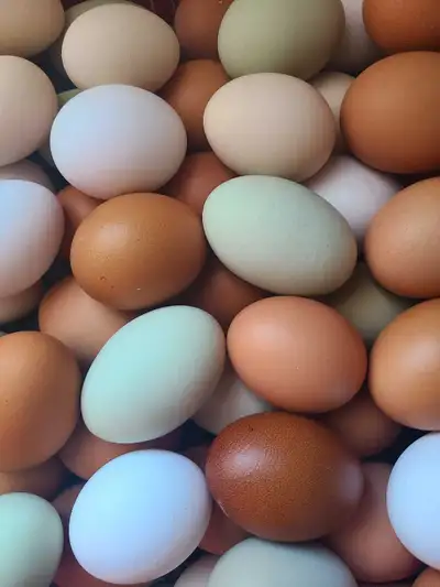 BYM Hatching Eggs, View more