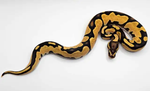 *FALL SALE* Desert Ghost Ball Python Hatchlings ♡ | Reptiles ...