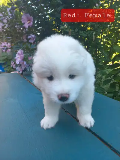 Purebred Samoyed Puppies - born Canada's Day!, View more