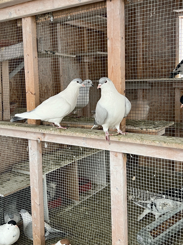  Afghani pigeon for sale   in Animal & Pet Services in Oshawa / Durham Region - Image 3