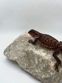 DARK RED BEARDED DRAGONS AVAIL ON SITE