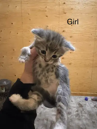 kittens for sale, View more