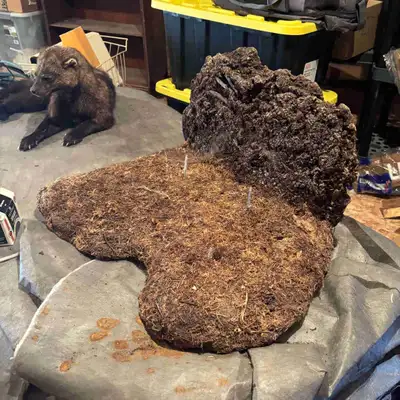 I removed the fisher from the stand but it can be reused for taxidermy. It’s built solid. Make me a...