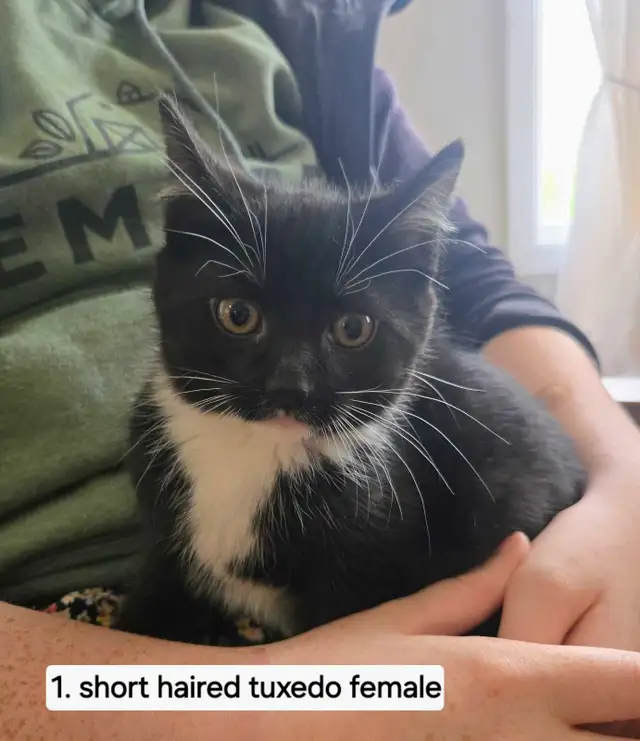 Cute Kittens in Cats & Kittens for Rehoming in Annapolis Valley - Image 3