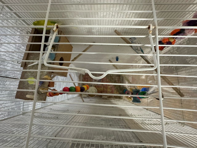 6 Budgies with Flying cage and extra  (Price Negotiable) in Birds for Rehoming in City of Toronto - Image 3