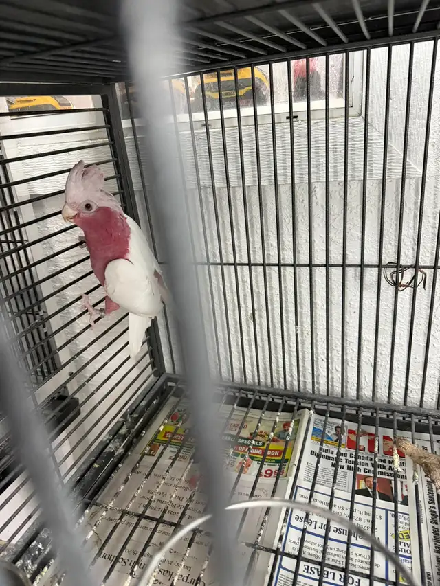 Latino Galah  Cockatoo in Birds for Rehoming in Delta/Surrey/Langley - Image 6