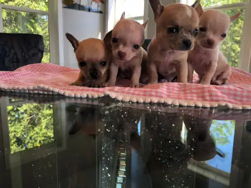 Full Breed Chihuahua Puppys Ready to go JUNE.29