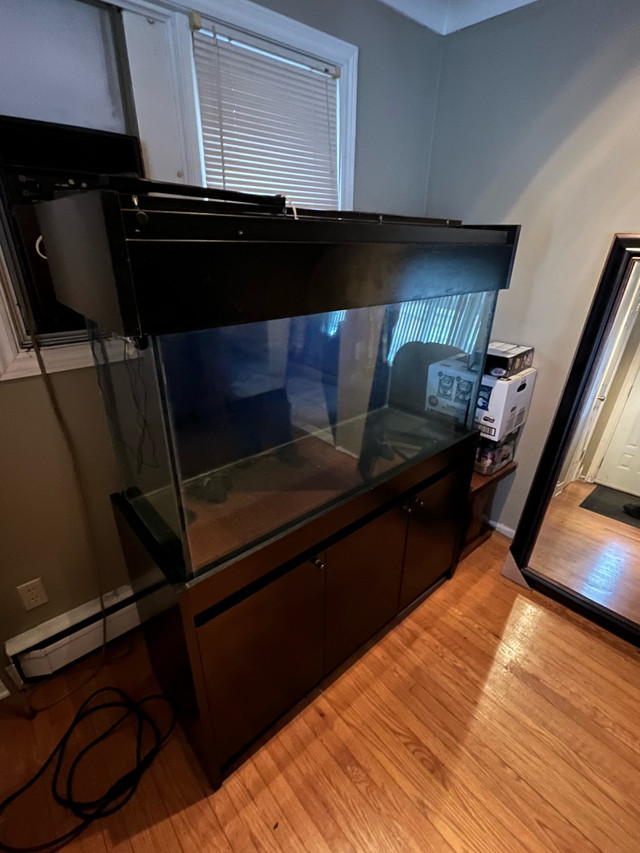 Fish Tank in Animal & Pet Services in North Bay