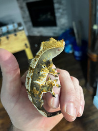 Crested Gecko with Enclosure