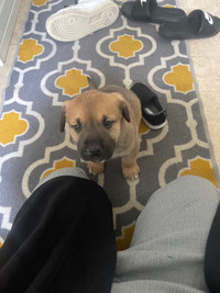  puppy needing a new home  (Mix Breed Pup)