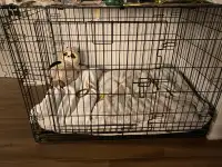 Dogs cage