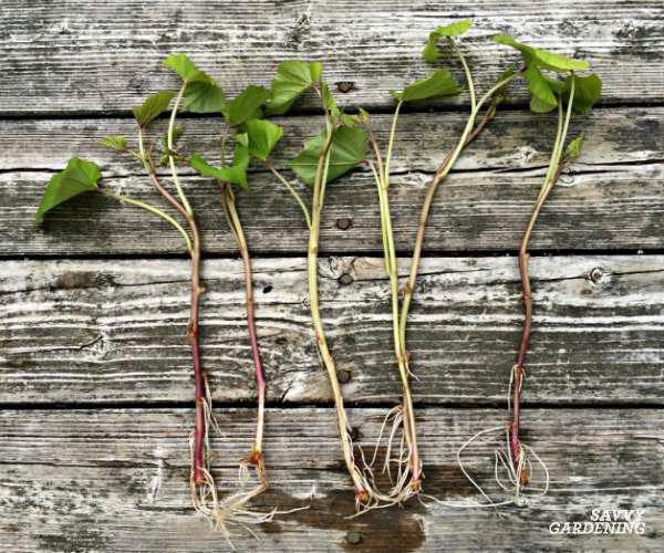 Sweet potato slips  in Plants, Fertilizer & Soil in Brantford