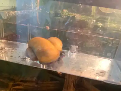 Adult and juvenile mystery snails. Fish Snail Aquarium snail, View more