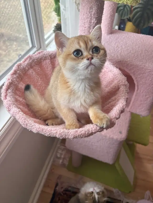 Scottish fold Kitten and British Short Hair in Cats & Kittens for Rehoming in Barrie - Image 5