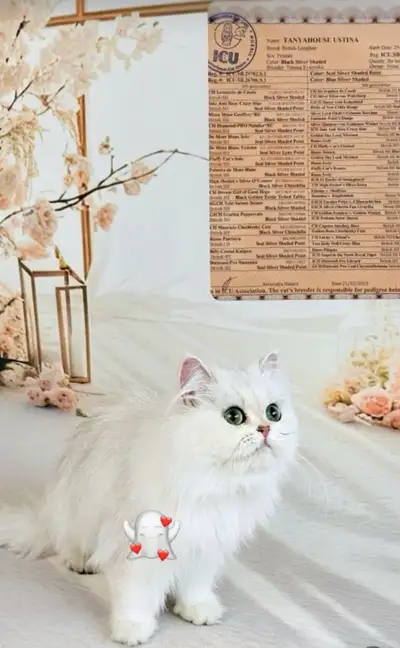 Registered British Longhair Kittens – Premium Quality – Vancouve, View more