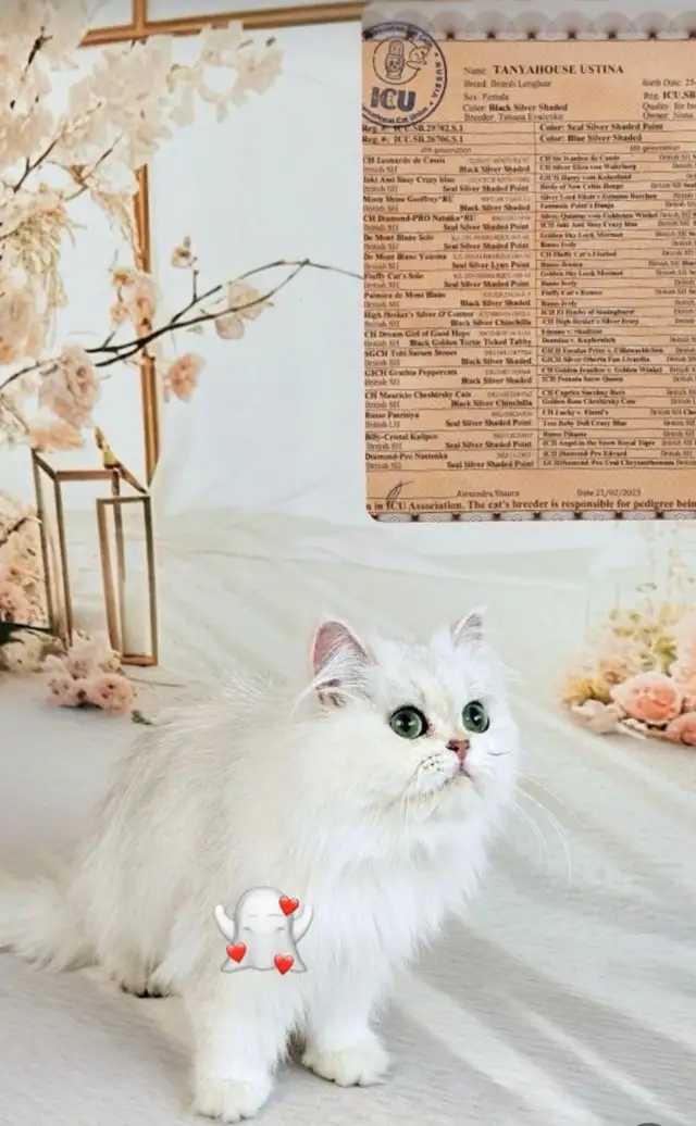 Registered British Longhair Kittens – Premium Quality – Vancouve in Cats & Kittens for Rehoming in North Shore - Image 2