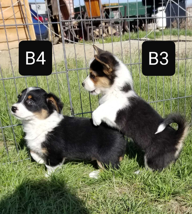 Cowboy Corgi x Fluffy Corgi in Dogs & Puppies for Rehoming in Swift Current - Image 2