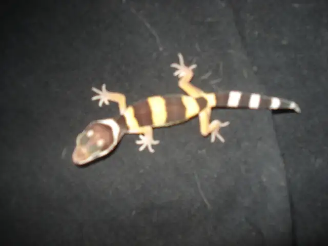 FANCY LEOPARD GECKOS SUPER SPECIAL $75.00 in Reptiles & Amphibians for Rehoming in Muskoka - Image 3