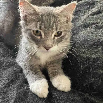 kitten for rehoming, View more