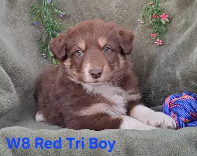 At Sundown Border-Aussies, we’re passionate about breeding loyal, intelligent, and energetic compani...