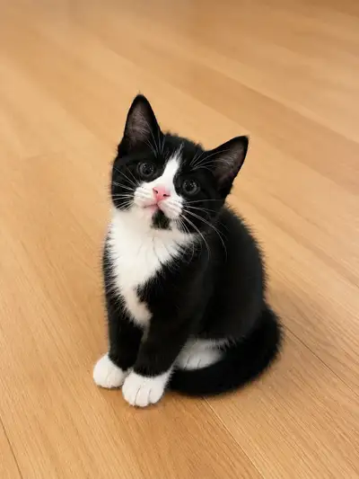 Rare Black & White British Shorthair Kittens, View more