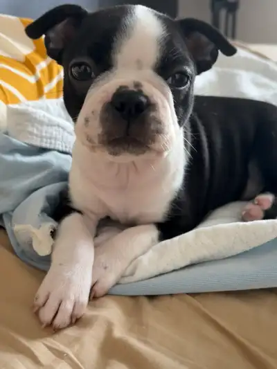 Femelle Boston terrier, View more