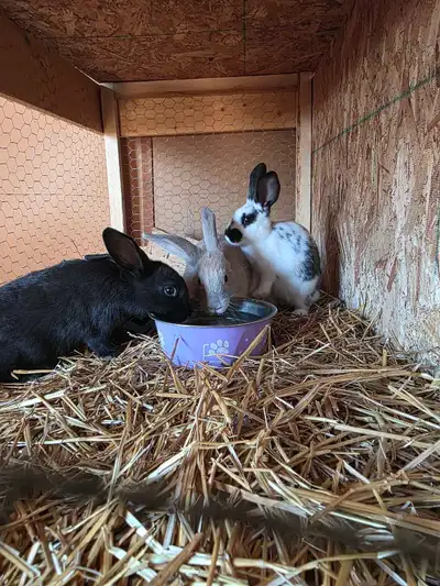 Bunnies for sale , View more