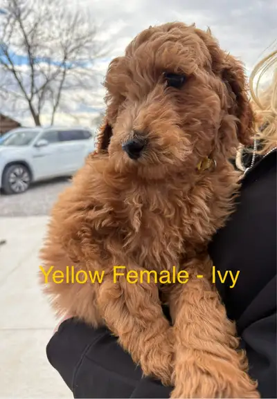 Update: we have 1 beautiful female Ivy available. Happy Fall! This time of year is a wonderful time...