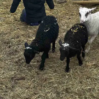 Black Welsh Mountain Ewes, View more