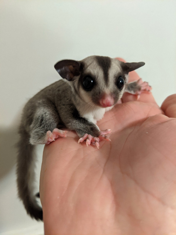 Grey boy sugar glider ready for home in Small Animals for Rehoming in Abbotsford