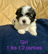 2 Purebred Havanese Puppies left out of a litter of 5
