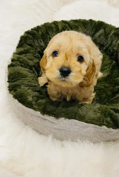 Maltipoo puppys One Boy Left!!!, View more