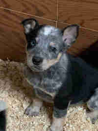 Blue Heeler puppies READ THE WHOLE AD!!!