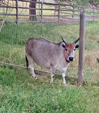 ZeLena is a small registered Zebu cow who is only 30 inches tall. She is started in halter but needs...