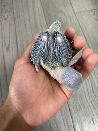 Baby Indian ringneck for sale
