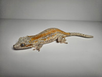 Orange Stripes Gargoyle Gecko Male