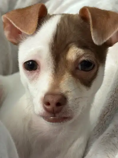 Chihuahua x Yorkshire Terrier - Male, View more