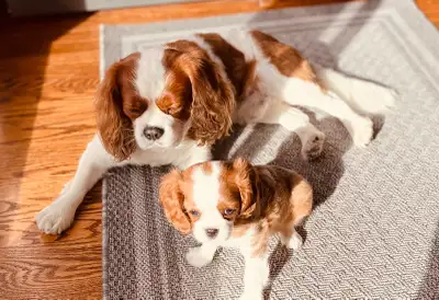 Cavalier King Charles Spaniel , View more