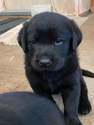 Purebred American chocolate and black lab puppies (Hall's Homestead Labs). Genetically health tested...