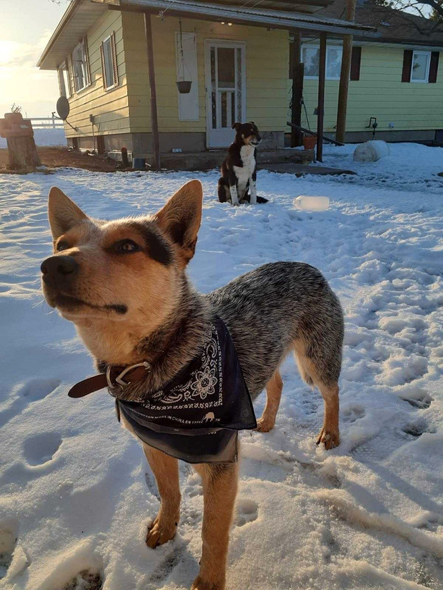 Lost Dog in Lost & Found in Red Deer