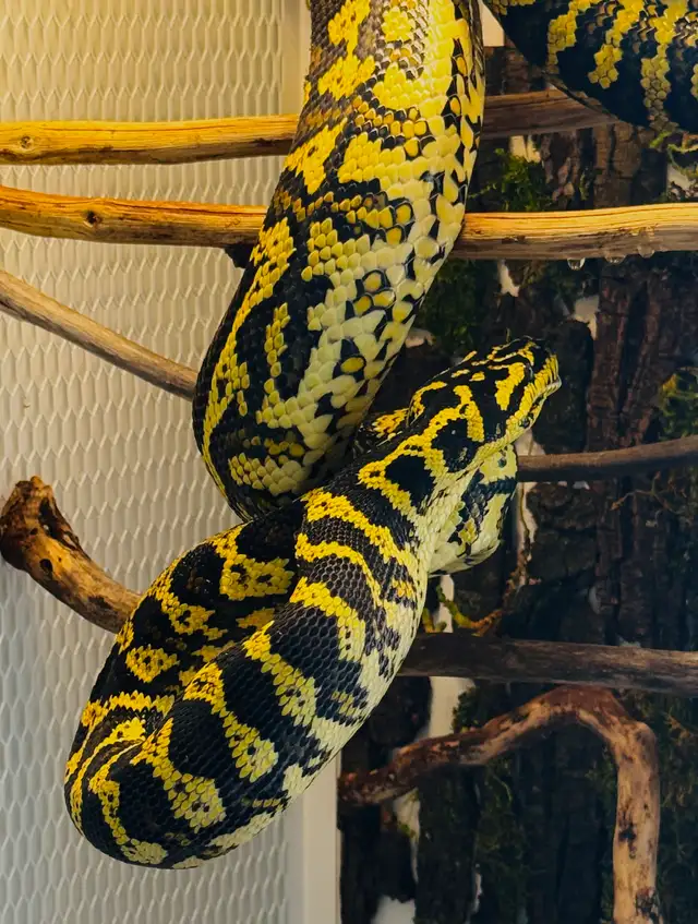 free female jungle carpet python in Reptiles & Amphibians for Rehoming in Richmond - Image 4