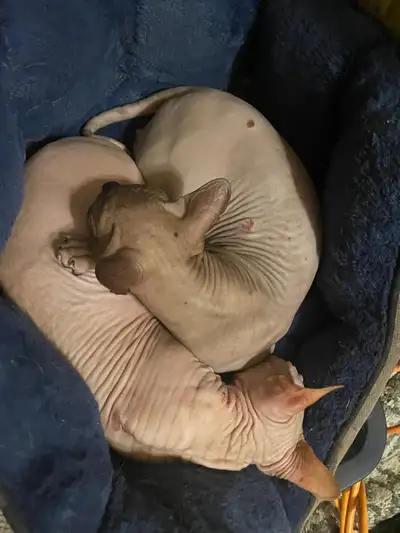 Prairies Sphynx Rescue, View more