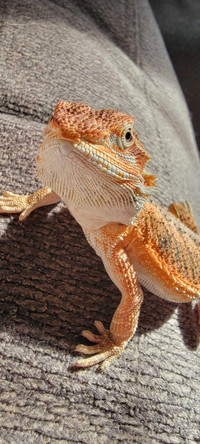 Bearded dragon and accessories 