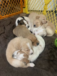 Husky lab Puppies available.
