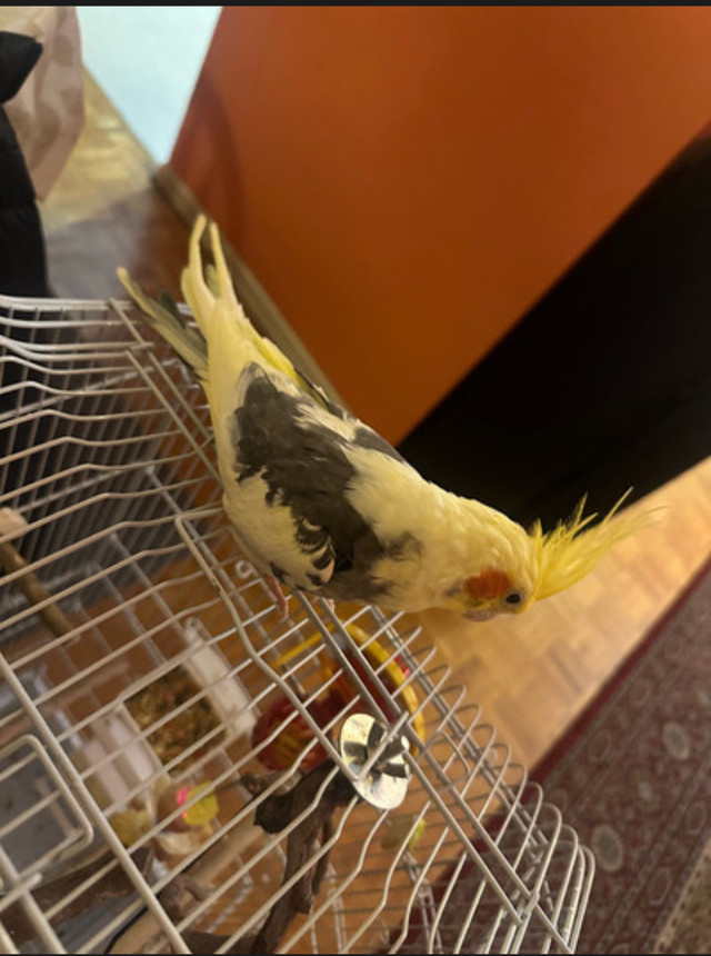 Bird Hotel/Boarding in Birds for Rehoming in City of Toronto - Image 3