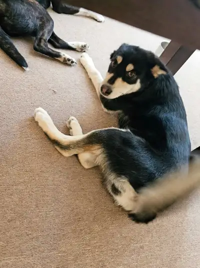 Unquie Husky Shepherd Mix pup for sale, View more