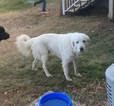 Dog for sale , View more